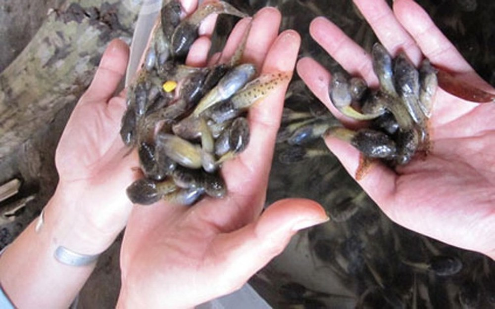 Nòng nọc bắt về được chế biến thành nhiều món khác nhau như đồ xôi hay om măng chua.