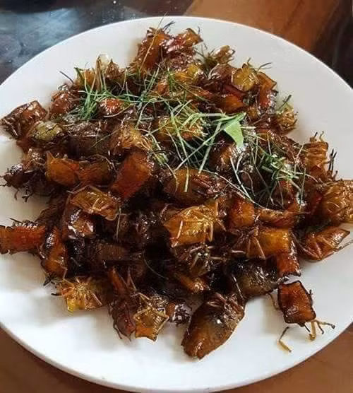 Để chế biến được món bọ xít người ta phải rất cẩn thận khi nặn dịch hôi trong bụng của nó vì nếu để dịch này bắn vào mắt sẽ dẫn đến mù lòa. Bọ xít được rửa bằng nước vôi để khử mùi hôi cũng như làm sạch, sau đó, cho vào chảo mỡ nóng già rang đến giòn.