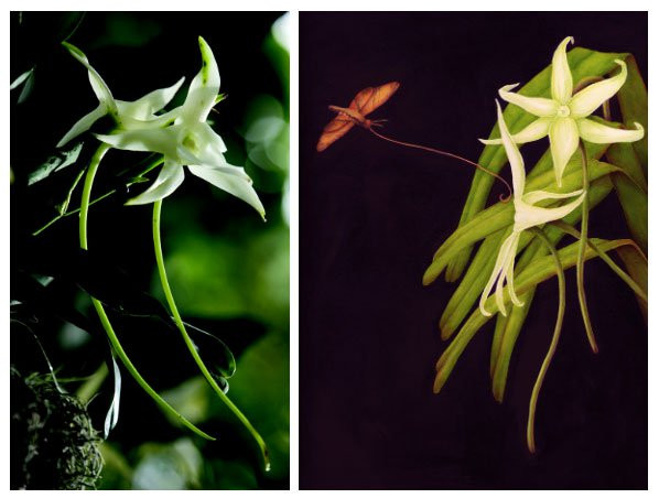 Loai hoa hiem nhat the gioi, Charles Darwin ly giai ca doi khong xong-Hinh-2