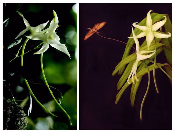 Loai hoa hiem nhat the gioi, Charles Darwin ly giai ca doi khong xong-Hinh-2