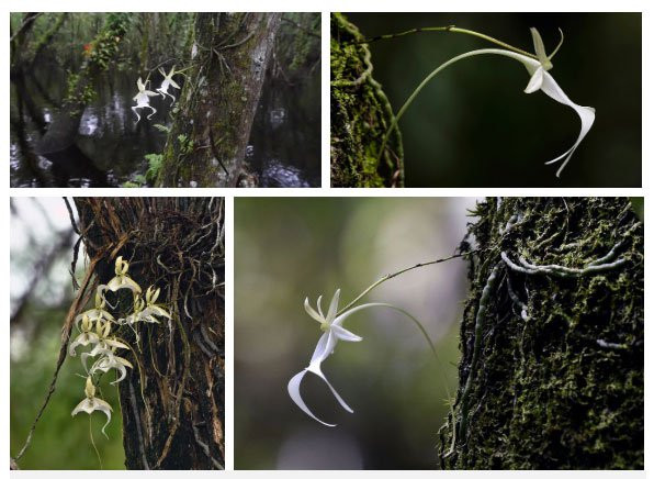 Loai hoa hiem nhat the gioi, Charles Darwin ly giai ca doi khong xong