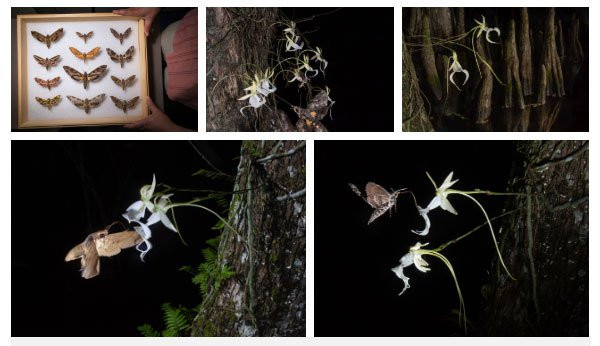 Loai hoa hiem nhat the gioi, Charles Darwin ly giai ca doi khong xong-Hinh-4