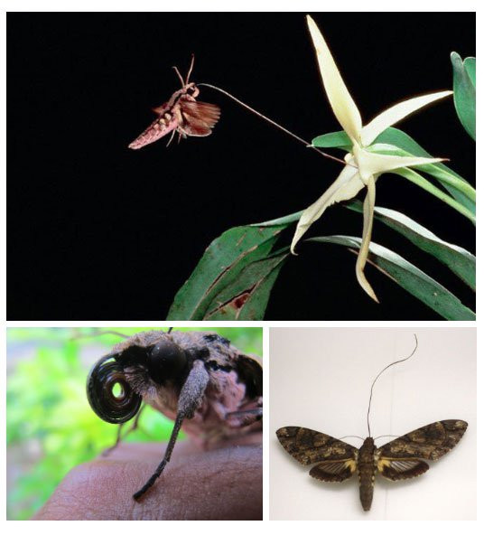 Loai hoa hiem nhat the gioi, Charles Darwin ly giai ca doi khong xong-Hinh-3