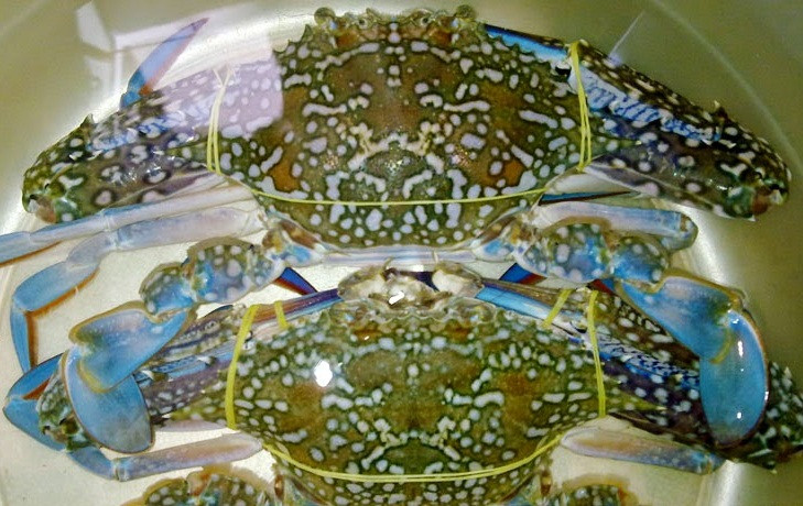 Ghẹ: Nói về đặc sản Quan Lạn, ghẹ biển là một loại hải sản độc đáo được ưa chuộng phổ biến với vị ngon hấp dẫn. Du khách khi tới đảo mà chưa thưởng thức món đặc sản thì quả là một thiếu sót lớn.