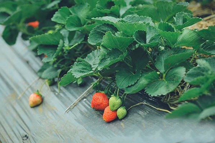  Dâu tây: Đến Mộc Châu bạn đừng quên dành thời gian đi thăm những vườn dâu tây trĩu quả ở đoạn gần đồi thông bản Áng. Dâu tây là thứ quả mới được trồng thử nghiệm ở Mộc Châu khoảng chục năm trở lại đây nhưng đã trở thành thương hiệu có tiếng trong lòng người tiêu dùng bởi hương vị thơm ngon đặc biệt. Ảnh: Emdep. 