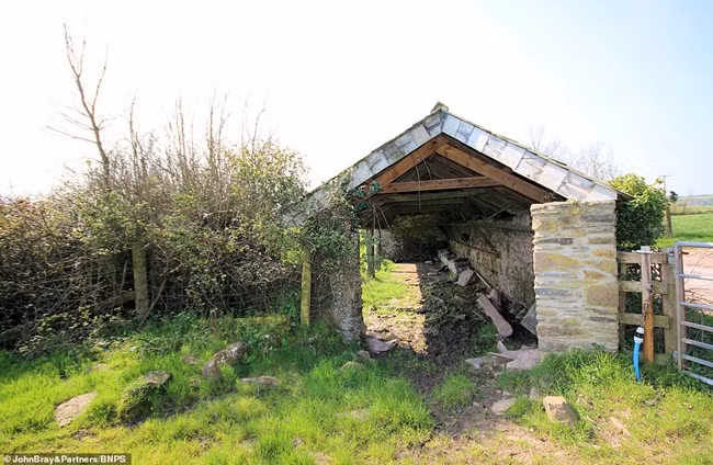 Giat minh chuong bo xieu veo, trong hoac rao ban 4,3 ty-Hinh-5