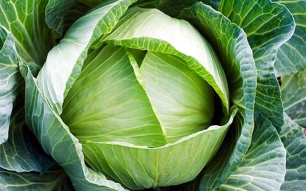 Trong mâm cỗ ngày Tết thường không thể thiếu các món từ những loại rau xanh nhiều lá (như cải xoăn, cải bắp) với quan niệm rằng ăn chúng sẽ mang lại nhiều tài lộc.