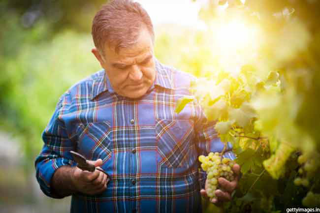 Giảm Cholesterol trong máu: Nho chứa chất pterostilbene có khả năng làm giảm hàm lượng cholesterol trong máu. Pterostilbene có liên quan mật thiết đến resveratrol, một chất chống oxy hóa có lợi có trong nho. 