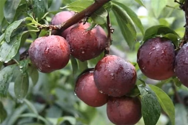 Mận: Theo quan niệm của ông bà xưa, sau khi các loài sâu bọ trong cơ thể bị cơm rượu nếp “chuốc say”, chúng ta tiếp tục ăn các loại trái cây có vị chua sẽ khiến chúng chết nhanh hơn. Mận là loại quả hay được ăn trong ngày Tết Đoan Ngọ.