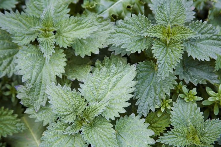 Cây tầm ma là một loại thảo dược hiệu quả điều trị viêm khớp. Nó có tính chống viêm và chứa các khoáng chất (kali, canxi và magiê) giúp giảm đau ở mức độ lớn. Uống nước cây tầm ma thay nước chè từ 1-2 lần/ngày.