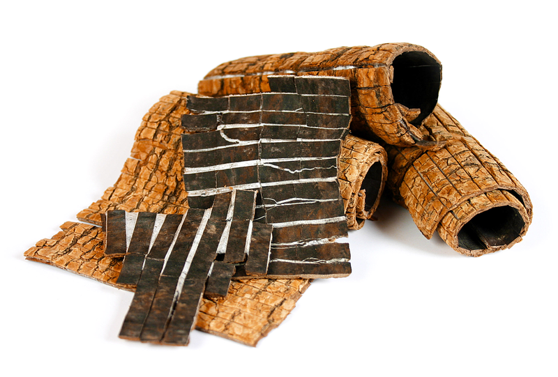 Cây đỗ trọng (Eucommia) nổi tiếng là cây thuốc nam chữa bệnh đau nhức xương khớp được lưu truyền từ bao đời nay. Trong Đông y cũng ghi chép đỗ trọng thông kinh mạch, tăng cường gân cốt khỏe mạnh, tốt cho gan và thận.