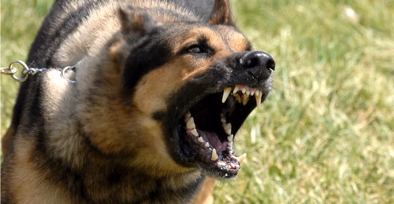 Xot xa nhung truong hop tre nho bi cho can ton thuong nghiem trong-Hinh-3