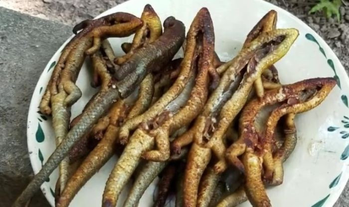 Thịt rắn mối rất thơm ngon, có thể chế biến thành nhiều món ngon. Theo Đông y, rắn mối có vị mặn, tính bình, có tác dụng bổ hư, ích phế, thận, thông niệu, tiêu viêm. Trị chứng hen suyễn, gầy yếu, suy dinh dưỡng, nhức mỏi, da khô sần, các chứng hư nhược, sinh lý yếu…Ảnh: Songmoi.