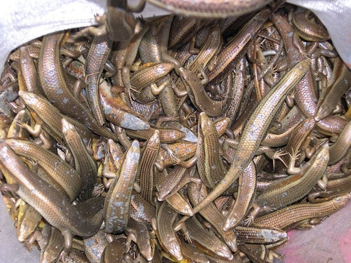 Toàn thân loài bò sát này phủ một lớp vảy màu đen óng ánh. Chúng thường bò trên nền đất, ngoài vườn tạp, thậm chí, nhiều khi xuất hiện cả trên vách lá trong nhà. Rắn mối có mũi và lưỡi rất nhạy bén để săn mồi, chúng chạy rất nhanh và có thể “hi sinh” cái đuôi để thoát thân khi gặp nguy hiểm. Ảnh: Internet.