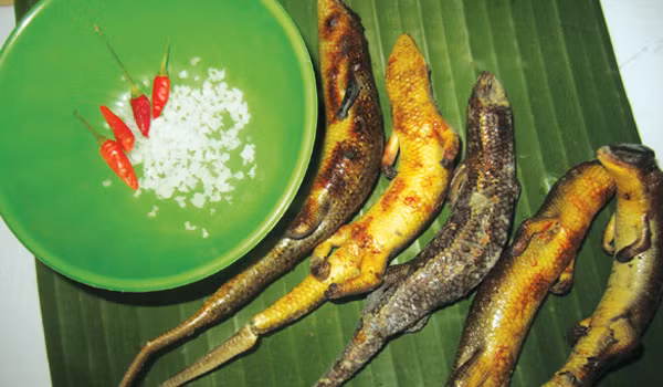  Rắn mối là loài bò sát gần giống như tắc kè, xuất hiện rất nhiều ở các tỉnh miền Tây, đặc biệt là vào khoảng tháng 11, 12. Tên gọi của rắn mối xuất phát từ việc chúng rất thích ăn mối trú trong những đám lá khô hay gốc cây mục. Ảnh: Internet.