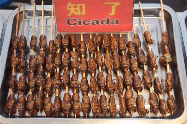 Tại khu chợ đêm này, bạn sẽ dễ dàng tìm thấy các món ăn vặt kinh dị như rết, châu chấu, nhện, sao biển, sâu, bọ cạp, kén tằm…được bày biện đầy ắp trên những cái khay. Giá của chúng dao động khoảng 10 tệ/xiên (33 nghìn đồng).