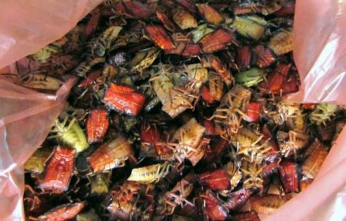 Đầu tiên người ta thường đi bắt những con bọ xít non chưa mọc ra cánh cứng thường sinh trưởng trên cây vải, nhãn mùa hè để chế biến thành món ăn.