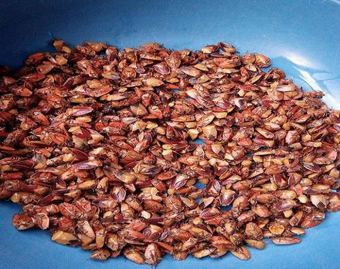 Sau khi ngâm muối một khoảng thời gian, bọ xít được đổ ra rổ vặt sạch cánh, chân và phần phấn trắng bám quanh bụng, rửa sạch để ráo nước.