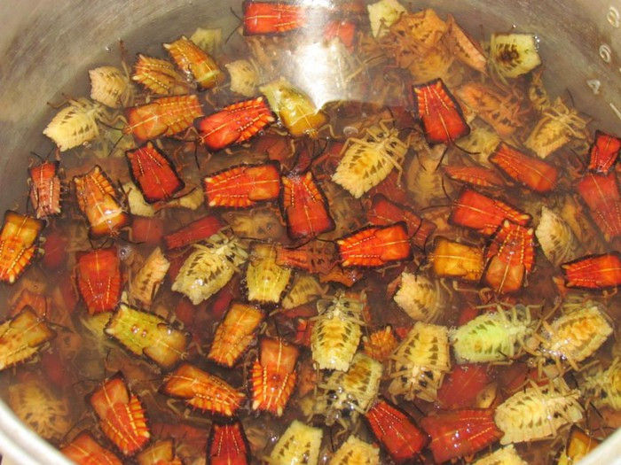 Sau khi đã bắt lượng bọ xít đủ cho cả nhà thì toàn bộ số bọ xít sống phải được thả vào chậu nước muối hơi đậm để chúng nhả hết nước tiểu và tuyến hôi có trong cơ thể ra ngoài.