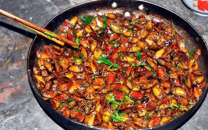 Hàng năm cứ đến mùa nhãn ra hoa kết trái, bà con dân tộc tại Sơn La lên vườn nhãn bắt những con bọ xít về chế biến thành các món ăn khoái khẩu.