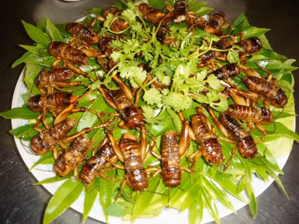 Dế cơm chiên nước mắm: Đây là một món ăn dân dã được nhiều người dân Long Khánh yêu thích. Món dế cơm chiên nước mắm ăn vừa giòn vừa ngấm hương vị mặn thơm của nước mắm, vị béo ngậy của đậu phộng tạo nên một món ăn cực kì thu hút. Ảnh: Internet.