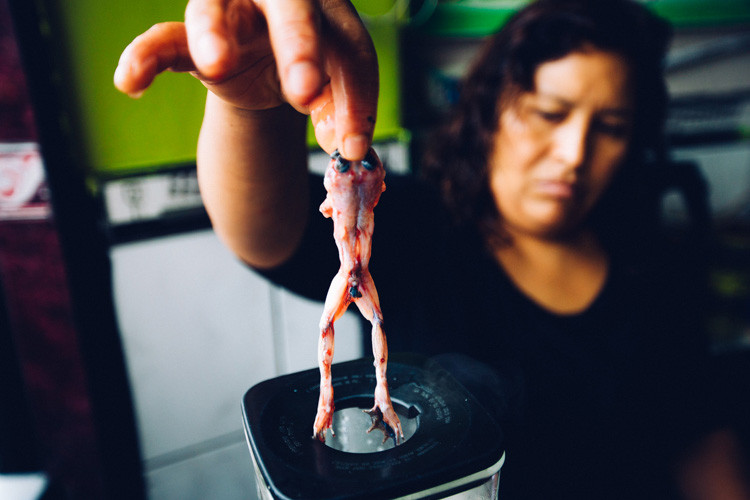 Người dân nơi đây rất “kén” nguyên liệu. Họ chỉ chấp nhận ếch culeus Telmatobius - loài ếch sống tại Hồ Titicaca khiến loài này đang có nguy cơ bị đe dọa nghiêm trọng.