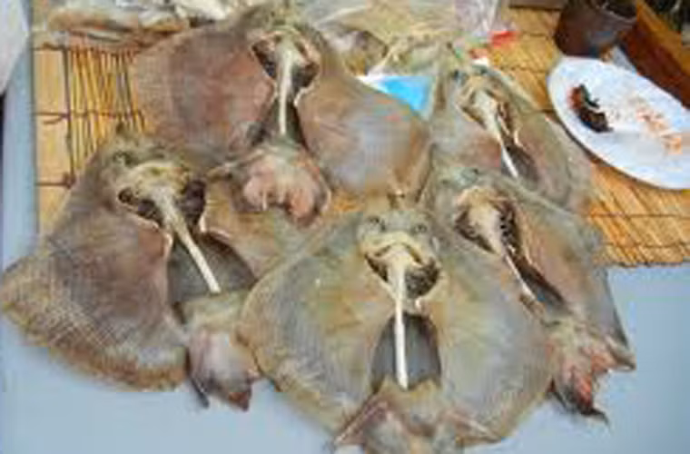 Đến khi có thể sử dụng, cá đuối sẽ phát ra loại mùi đặc trưng giống như nước tiểu. Khi đó, người ta dùng để thái thành những lát mỏng và ăn sống.