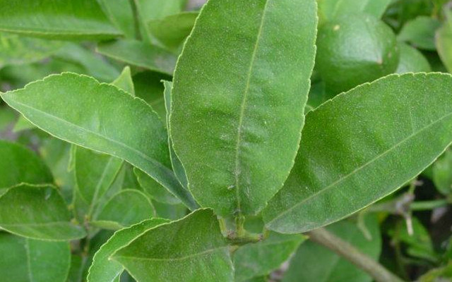 Khong ngo la chanh lai co nhung loi ich ky dieu nay-Hinh-2