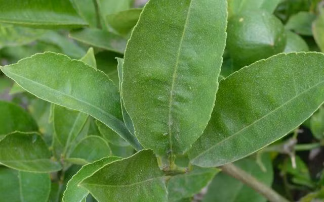 Khong ngo la chanh lai co nhung loi ich ky dieu nay-Hinh-2