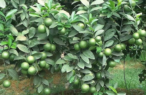 Khong ngo la chanh lai co nhung loi ich ky dieu nay-Hinh-3