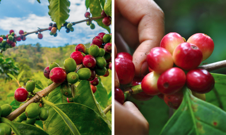 Chọn cà phê hữu cơ: Chọn cà phê được rang sấy cẩn thận, không bị xử lý hóa chất. Để cà phê trở thành thức uống lành mạnh hơn cho cơ thể và tâm trí, nên dùng cà phê hữu cơ vì nó không chứa thuốc trừ sâu so với cà phê thông thường khác. Uống cà phê chất lượng kém không những ảnh hưởng đến tâm trạng hiện tại mà về lâu dài sẽ tác động xấu đến sức khỏe tim mạch, thần kinh. Ảnh: BS.