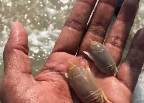 Dac san ky la noi tieng tren song Hang cua An Do