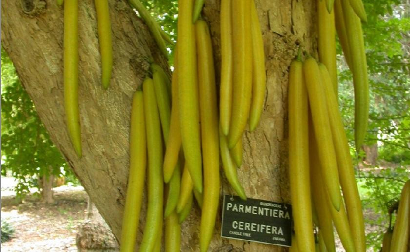 Nhìn từ xa, những chùm quả trông giống như những chùm nến lủng lẳng trên cây.