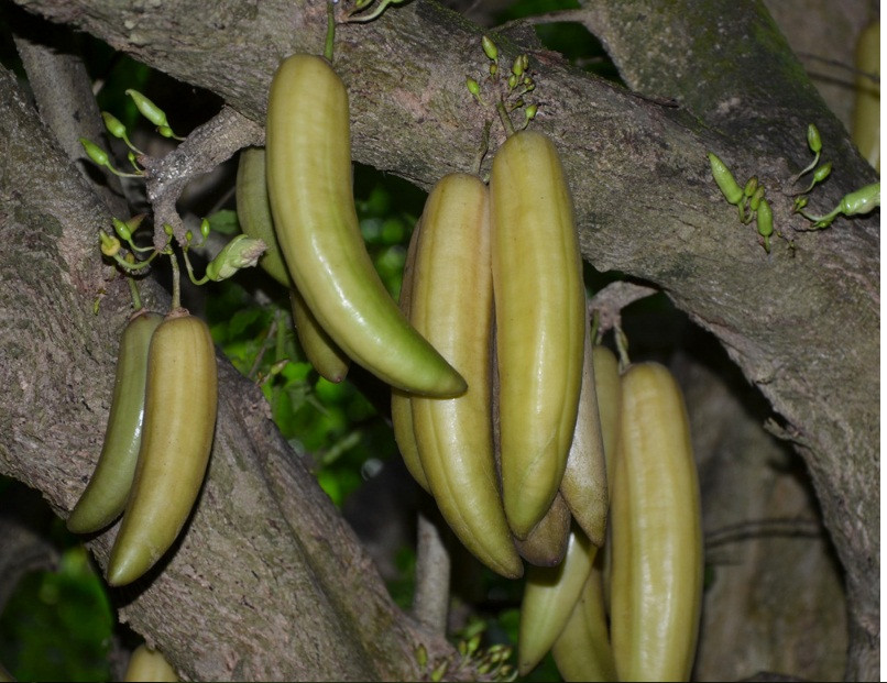 Mặc dù loại cây này thường được trồng trong nhiều điều kiện khác nhau, cả vùng nhiệt đới lẫn khu băng giá rét nhưng trong các khu rừng có lượng mưa nhiều, cây nến phát triển một cách tự phát.