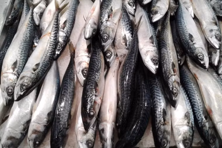 Cá béo: Loại cá giàu chất béo omega-3, omega-6 như cá ngừ, cá hồi, cá cơm... nên ăn thường xuyên. Các chất béo này có khả năng nuôi dưỡng làn da từ sâu bên trong và chống lão hóa cho phụ nữ tuổi 40.