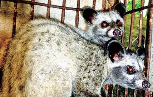 Bi quyet vang nuoi chon huong lai hang tram trieu moi nam