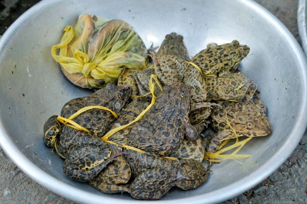 Thịt cóc là món ăn có giá trị dinh dưỡng cao. Nhiều bài thuốc dân gian còn sử dụng nhựa cóc, gan cóc để điều trị nhọt, tiêu viêm... Tuy nhiên, ăn cóc cũng tiềm ẩn không ít nguy hiểm vì loài động vật này có nhiều độc tính. Nếu không được chế biến đúng cách, người ăn phải có thể sẽ chết. Do đó, Culture Trip khuyên du khách nên thử ăn ếch thay vì cóc khi tới Việt Nam. Ảnh: Getty.