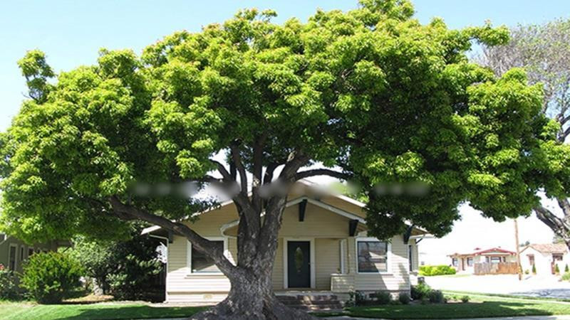 5 vat de o truoc cua nha chan het tai loc, than Tai quay dau bo di-Hinh-3