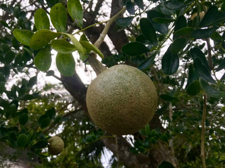 Có thể là do hình dạng và kích thước tương tự nhau nên người dân ở Ấn Độ gọi đây là táo gỗ.