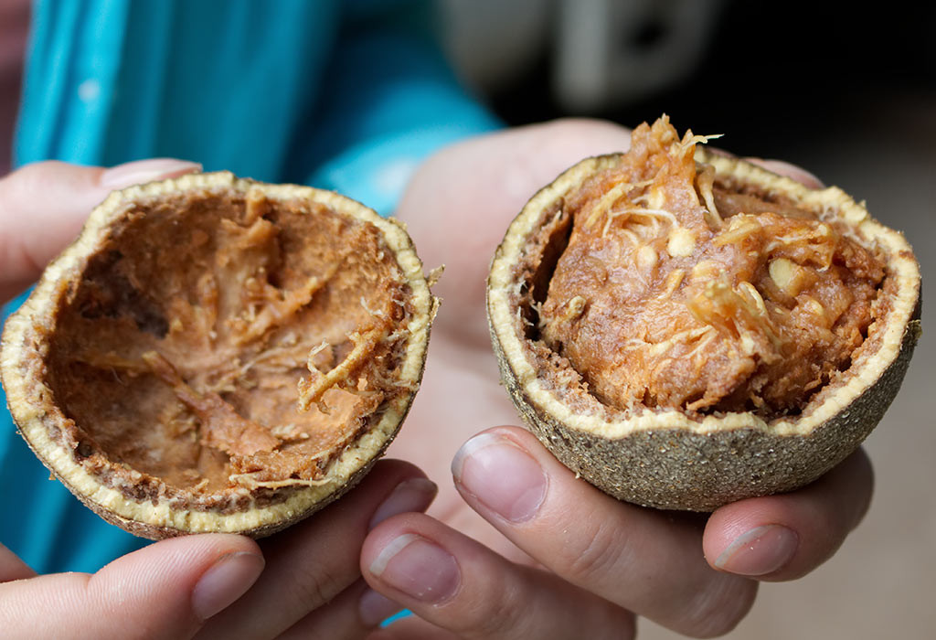 Tên khoa học của nó là Limonia Acidissima, loại cây này phân bố ở Bangladesh, Ấn Độ, Pakistan, Sri Lanka. Ở những nước này, táo gỗ được xem là một loại trái cây phổ biến như cam ở quốc gia khác.