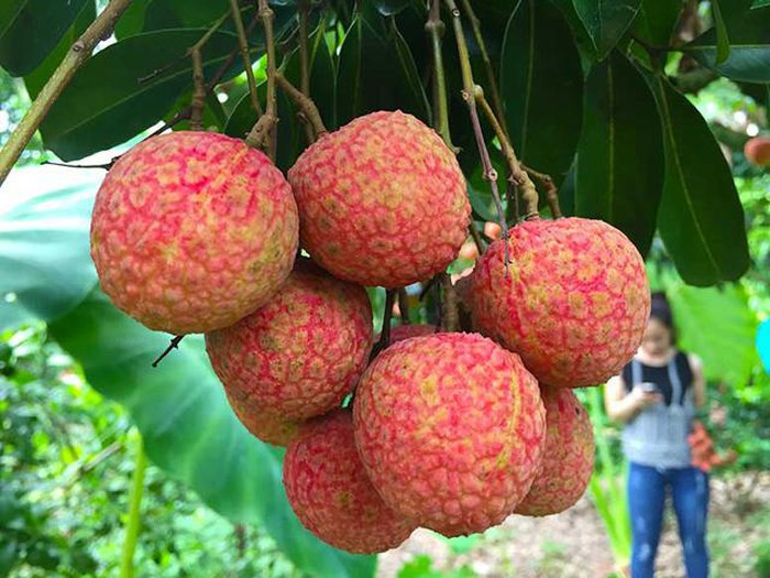 10 loai trai cay mua he, them den may ba bau cung nhat quyet khong duoc an