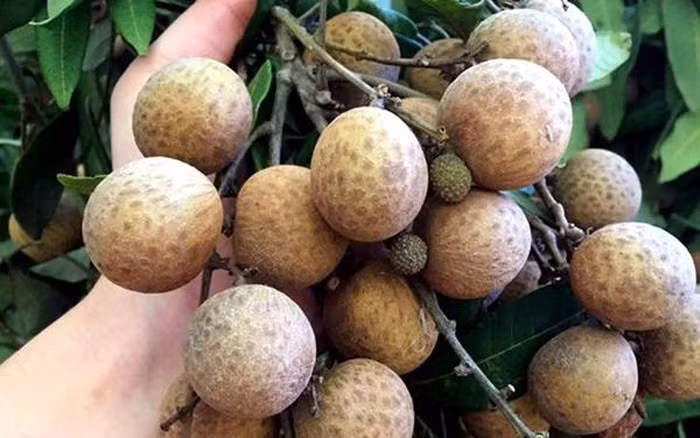 10 loai trai cay mua he, them den may ba bau cung nhat quyet khong duoc an-Hinh-3