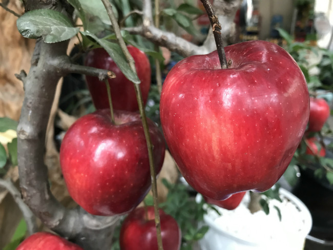 Hiện, nhà anh mới nhập về được chục cây táo bonsai. Giá dao động từ 1,8-4,5 triệu đồng, tùy thuộc vào độ tuổi của cây.