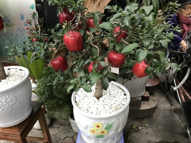 Sở dĩ táo có giá cao như vậy vì hầu như là táo thật. Trên thị trường, một số người bán táo ghép hoàn toàn mới có giá vài trăm đến hơn triệu đồng. Theo anh Sơn, những cây táo bonsai này đều là hàng Việt Nam, không phải hàng nhập nước ngoài.