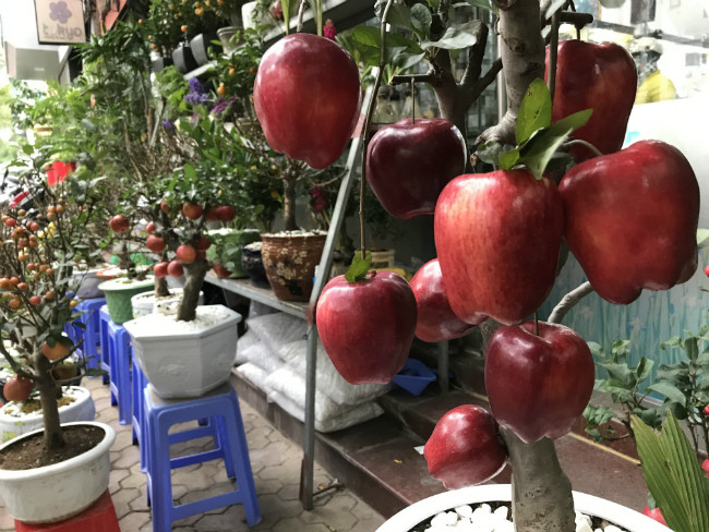 Anh Sơn cũng lưu ý quả trên cây cũng dễ rụng nên khách cần cẩn thận khi vận chuyển. Cây táo vẫn còn một số nụ và hoa đang nở. Thông thường, mỗi cây táo bonsai chỉ cao trên dưới 1 mét, phù hợp để trưng trong nhà ngày Tết.