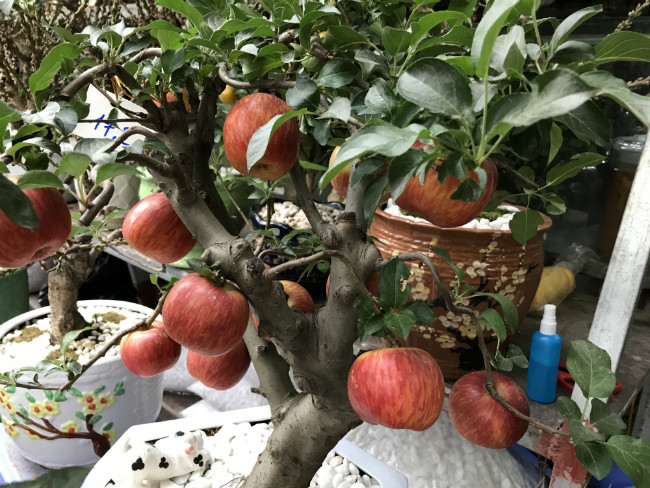 Điểm mạnh của loại cây này là chưng Tết xong vẫn có thể trồng và ăn quả được. Có lẽ cũng vì điều này, khách đặt mua rất nhiều. Cửa hàng của anh mới chưng đã có khá nhiều khách hỏi mua. Năm ngoái, anh bán được 800 chậu táo bonsai này.