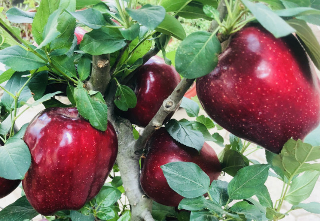 Anh Phạm Thanh Sơn, một người bán cây cảnh chơi Tết trên đường Lý Thường Kiệt (Hoàn Kiếm, Hà Nội), cho biết loại cây cảnh này xuất hiện trong mấy năm trở lại đây.