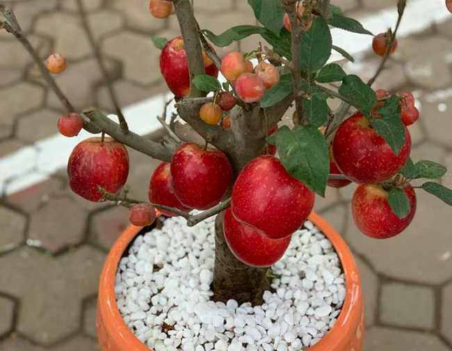 Ngoài táo màu đỏ hồng, người bán còn nhập táo màu đỏ sẫm. Nhưng giá vẫn không thay đổi, phụ thuộc vào độ tuổi của cây. Nhiều người quan niệm táo cảnh "bồng lai" là biểu tượng của sự bình an, phúc lộc... nên họ tìm mua về chưng Tết.