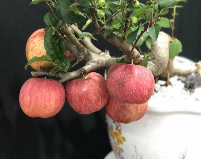 Cây cao nhất được bán với giá 4,5 triệu đồng tương ứng với 5 năm tuổi.