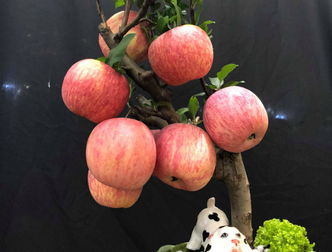 Những quả táo nhỏ trên cây là thật, chỉ một số quả to dùng kỹ thuật cao để ghép nên chơi được lâu. Mỗi cây chỉ khoảng 5-13 quả to. Tuy nhiên, giá tiền lại không phụ thuộc vào số quả trên cây.